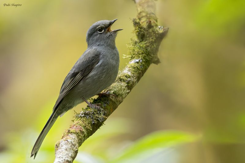 Slate-colored Solitaire