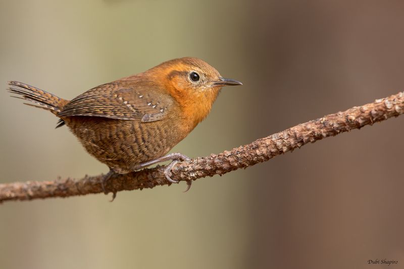 Rufous-browed Wren 
