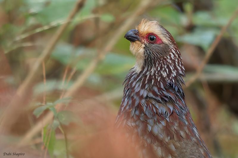 Buffy-crowned Wood-Partridge