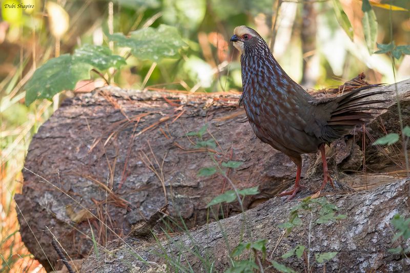 Buffy-crowned Wood-Partridge 