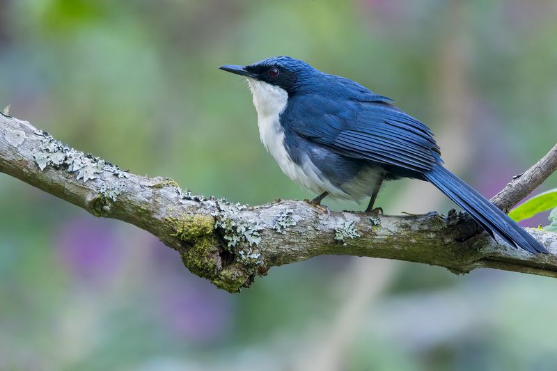 Blue-and-white Mockingbird 