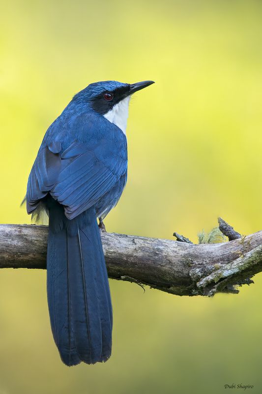 Blue-and-white Mockingbird 