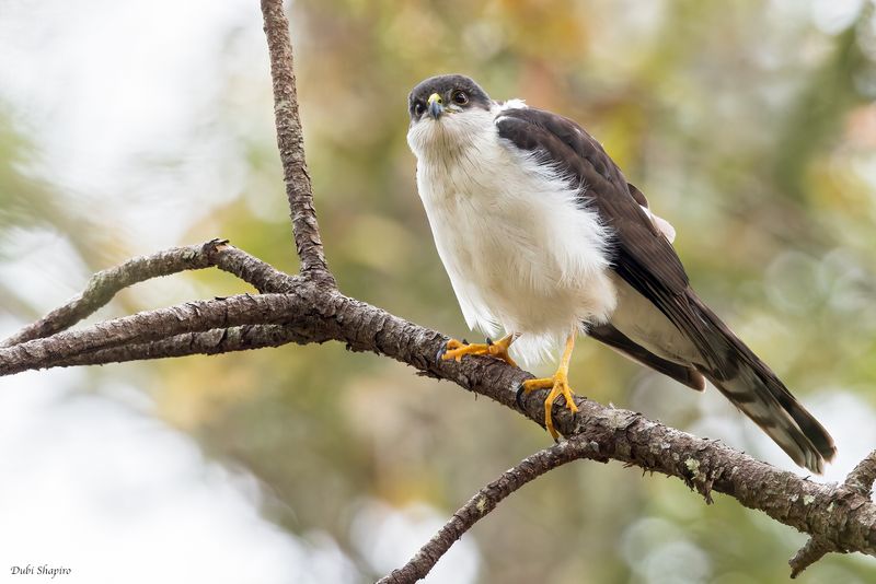 White-breasted Hawk