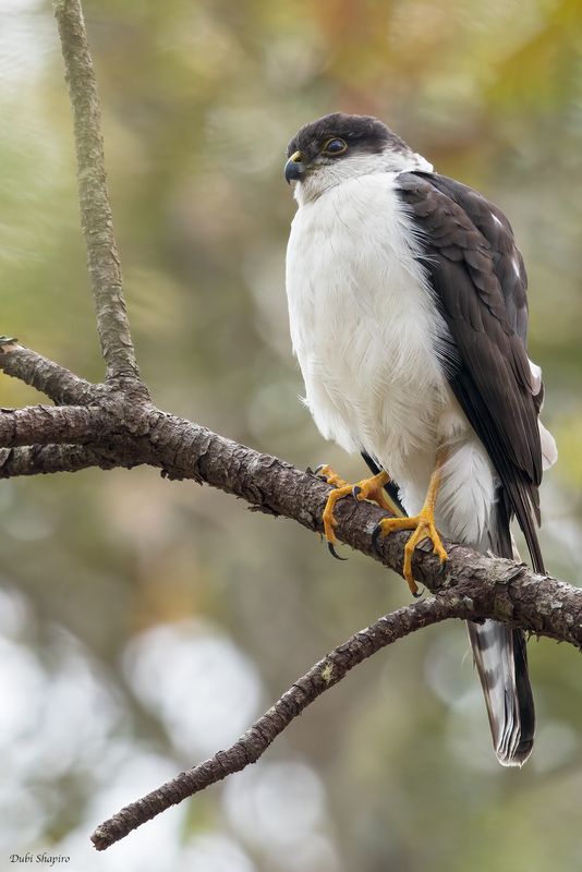 White-breasted Hawk 
