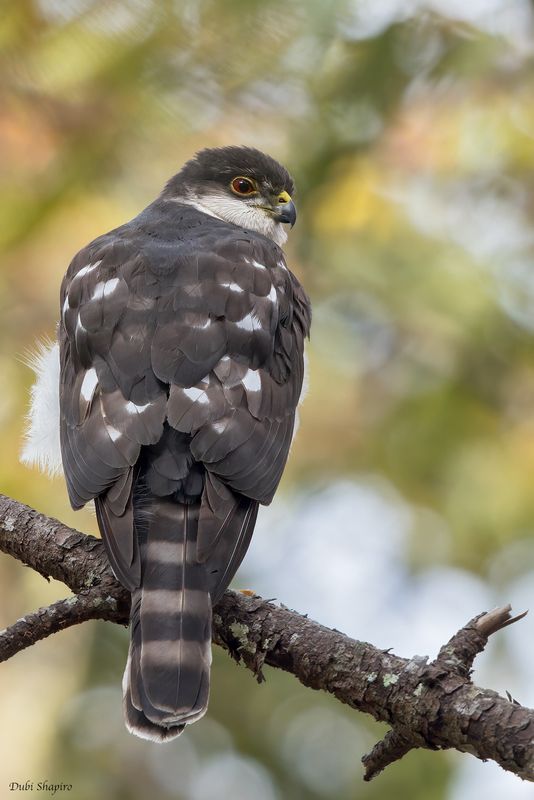 White-breasted Hawk 