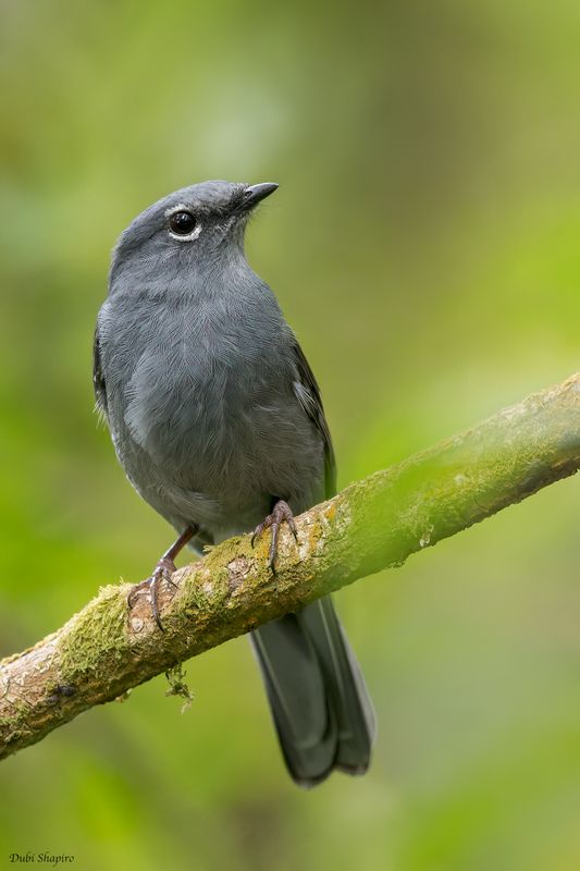 Slate-colored Solitaire 
