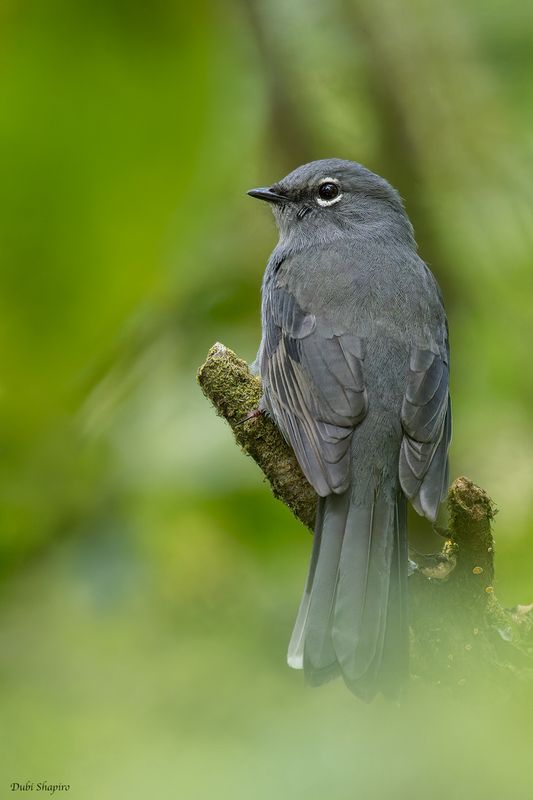 Slate-colored Solitaire 