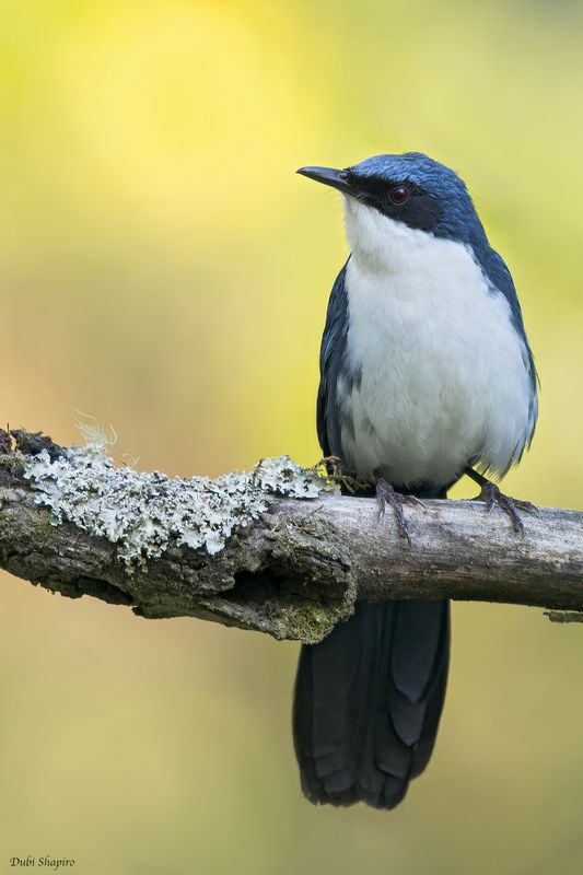 Blue-and-white Mockingbird 