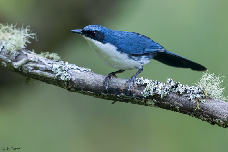 Blue-and-white Mockingbird 