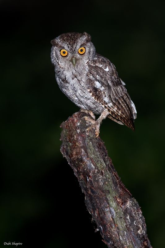 Pacific Screech-Owl 