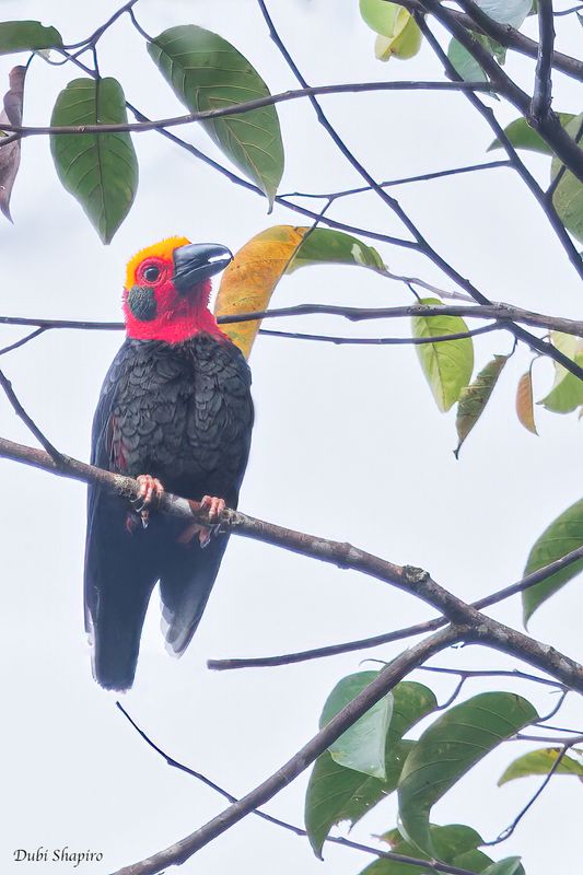 Bornean Bristlehead