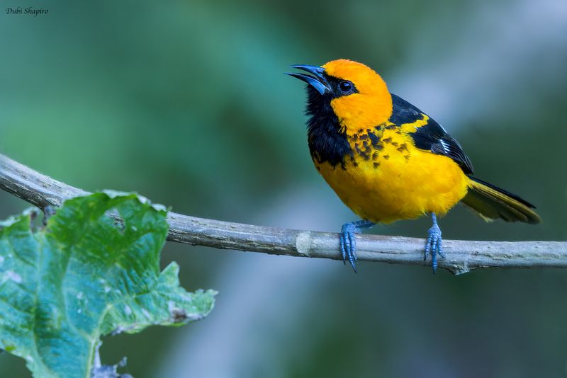 Spot-breasted Oriole