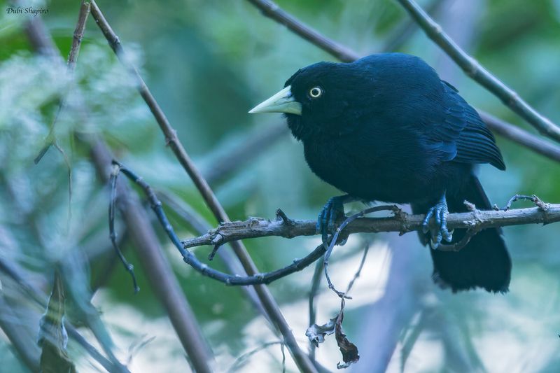 Yellow-billed Cacique