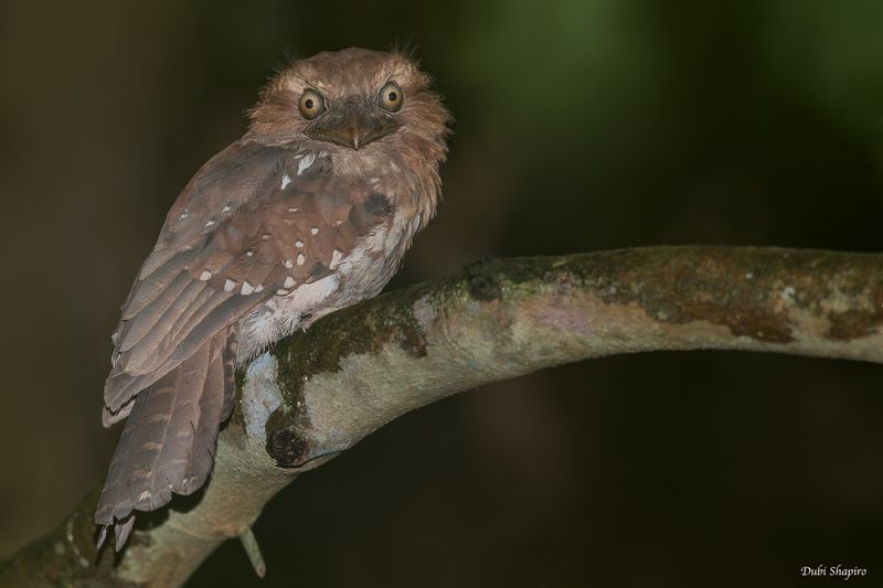 Gould's Frogmouth