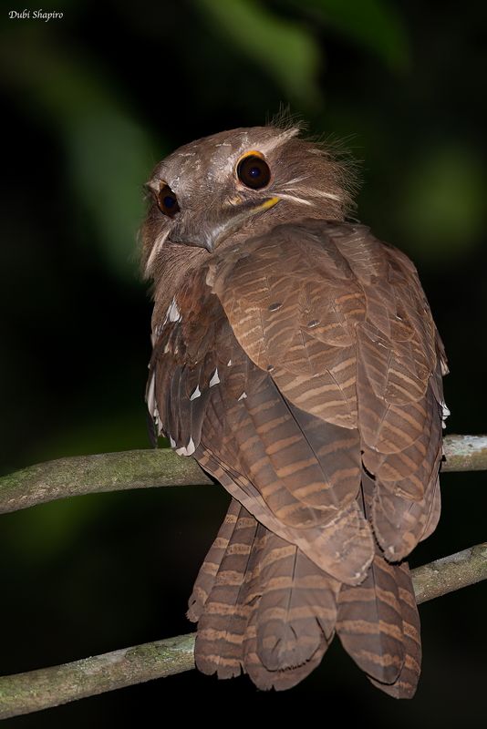 Large Frogmouth 