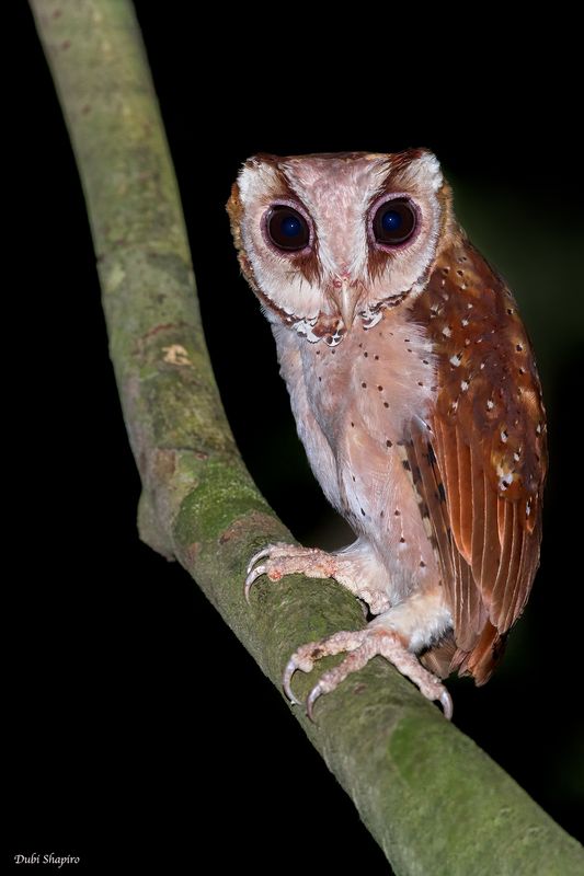Oriental Bay-Owl