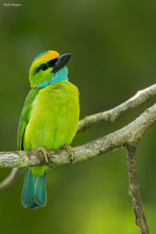 Yellow-crowned Barbet
