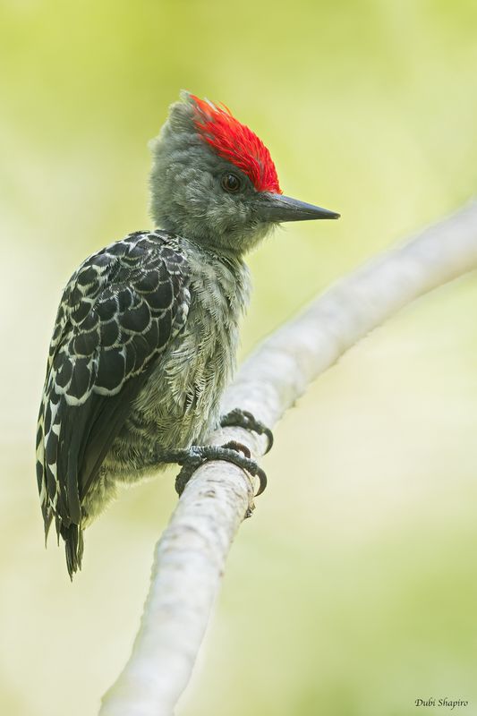 Gray-and-buff Woodpecker