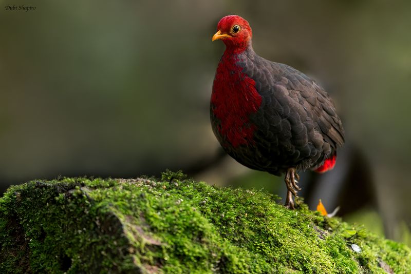 Crimson-headed Partridge 