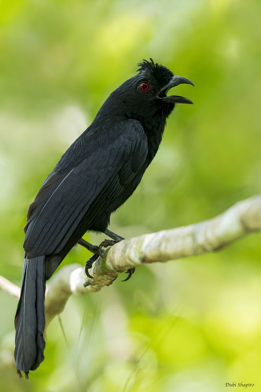 Bornean Black Magpie