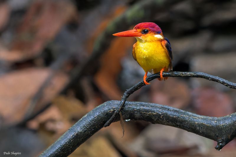 Rufous-backed Dwarf-Kingfisher