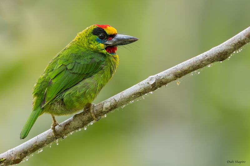 Red-throated Barbet 