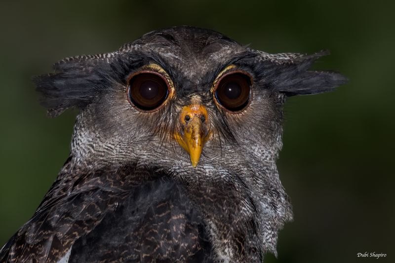 Barred Eagle-Owl 