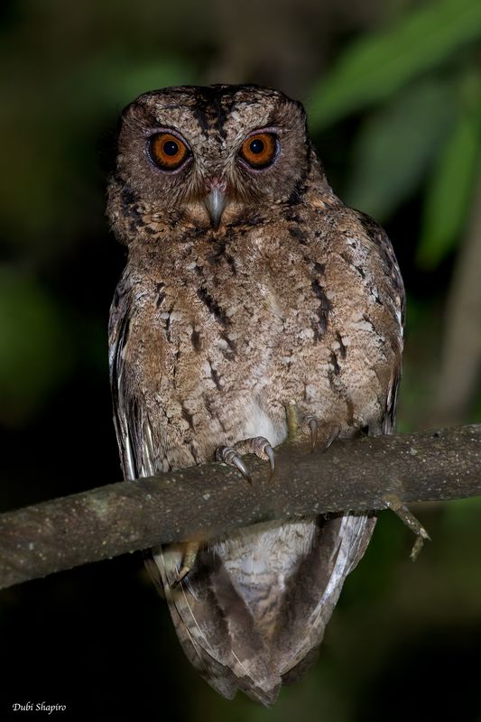Sunda Scops-Owl 