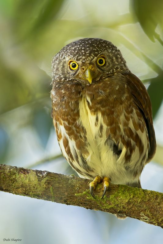 Sunda Owlet 