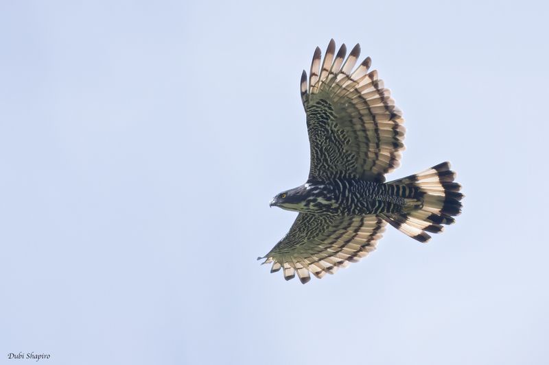 Blyths Hawk-Eagle