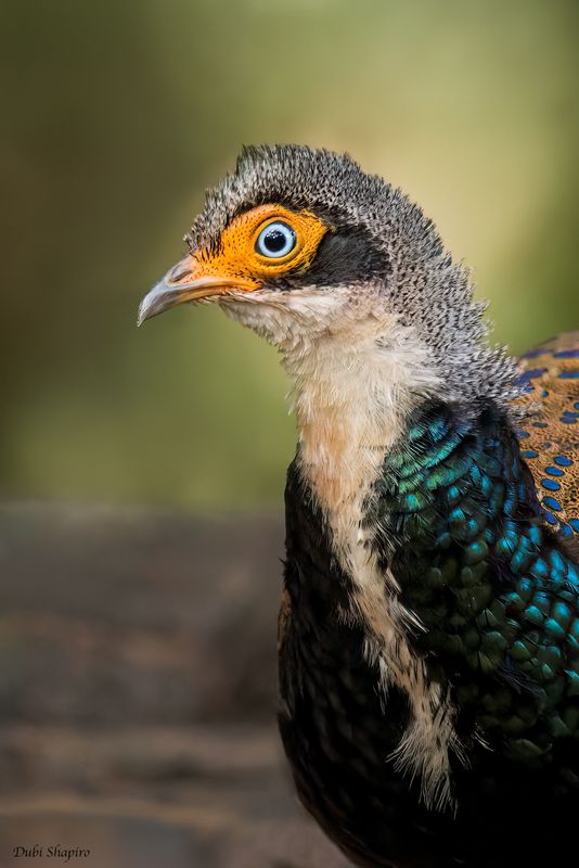 Bornean Peacock-Pheasant