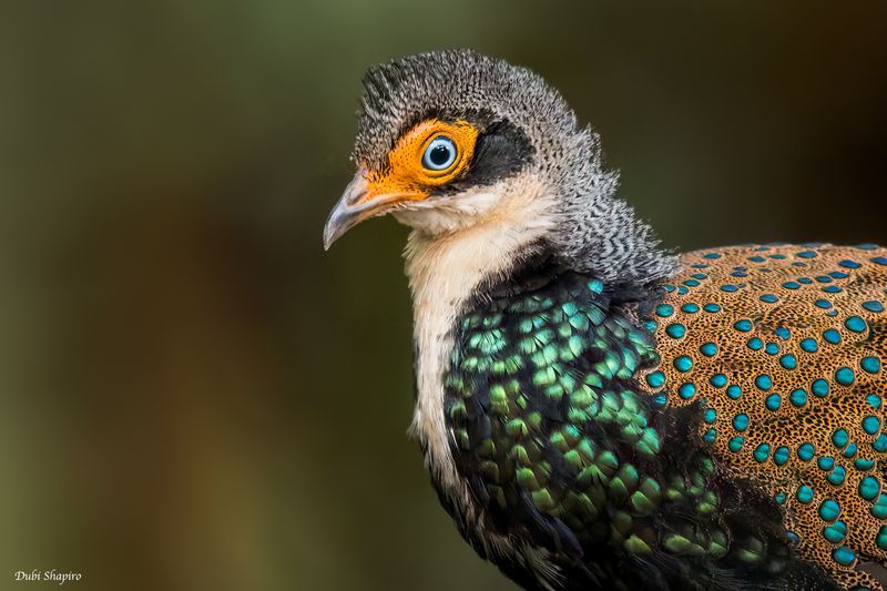 Bornean Peacock-Pheasant 