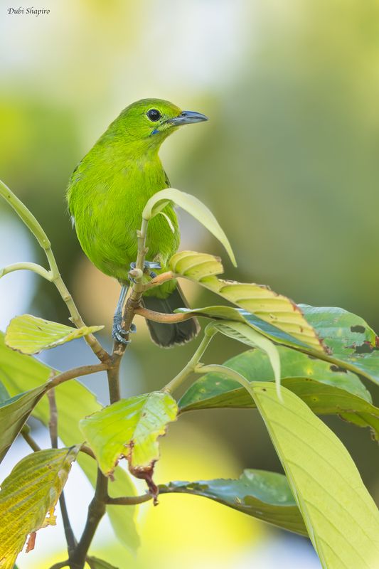 Lesser Green Leafbird 