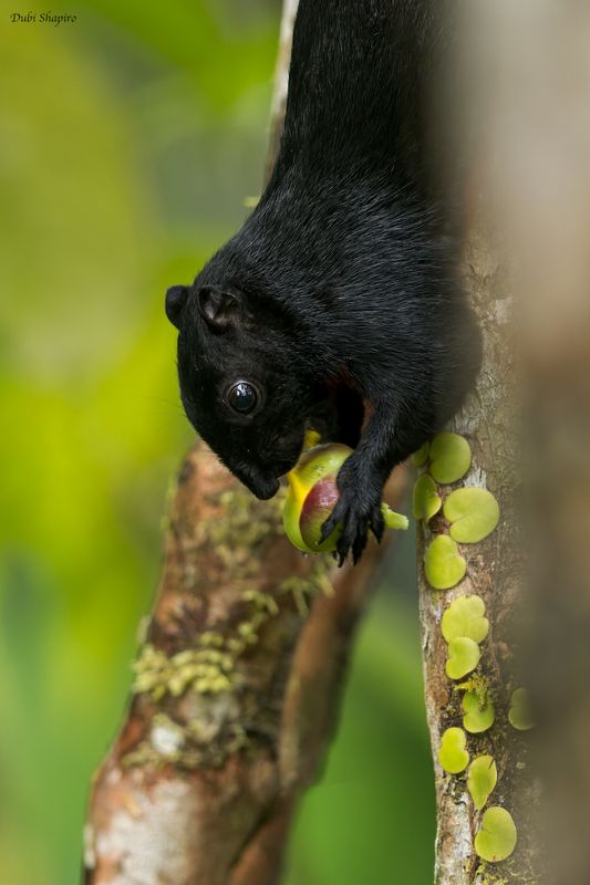  Borneo black-banded Squirrel 