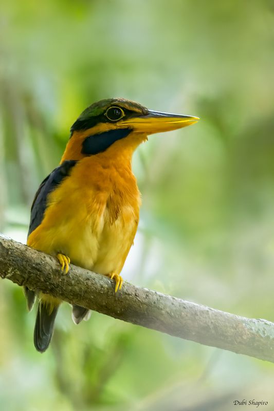 Rufous-collared Kingfisher 