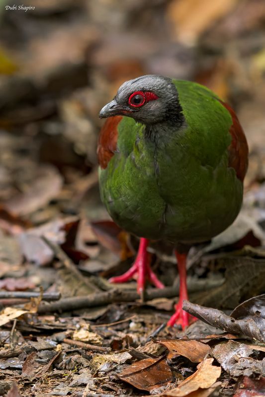  Crested Partridge 