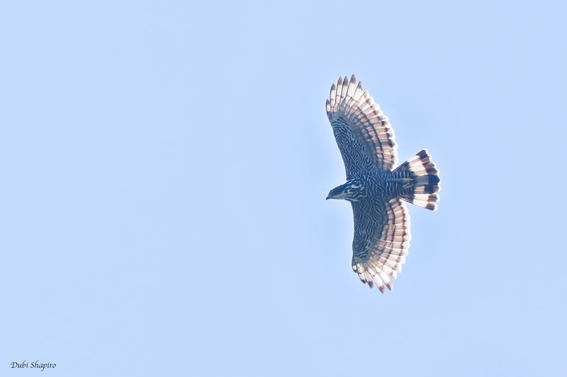 Blyth's Hawk-Eagle 