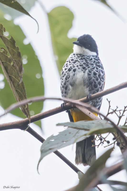 Scaly-breasted Bulbul 