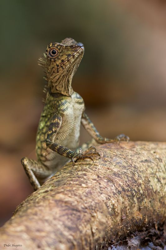 Borneo Angle-headed Lizard