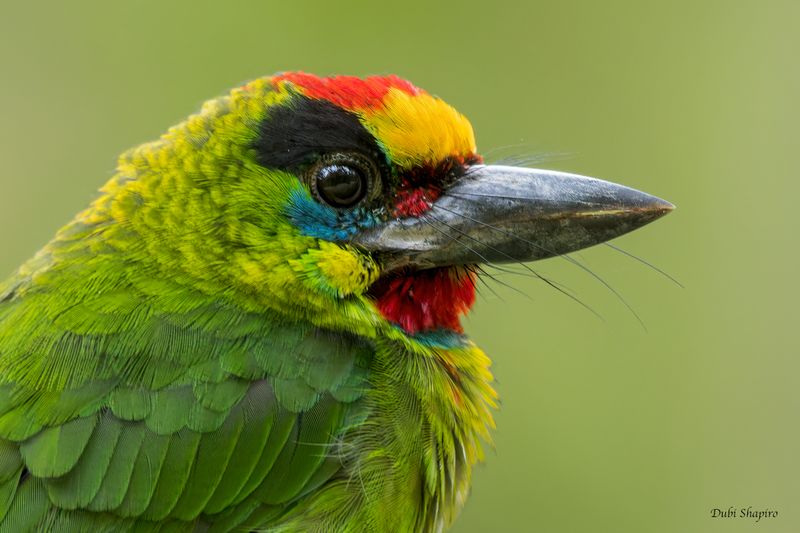 Red-throated Barbet 