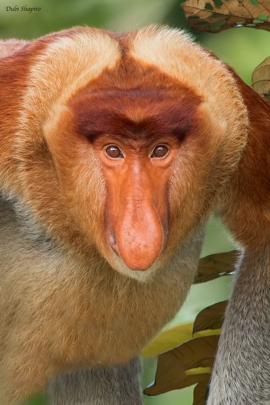 Proboscis Monkey 