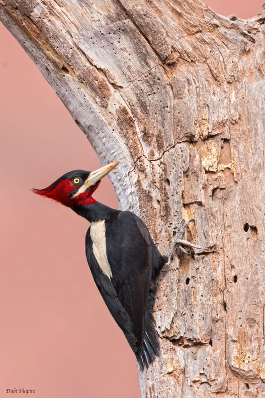 Cream-backed Woodpecker 