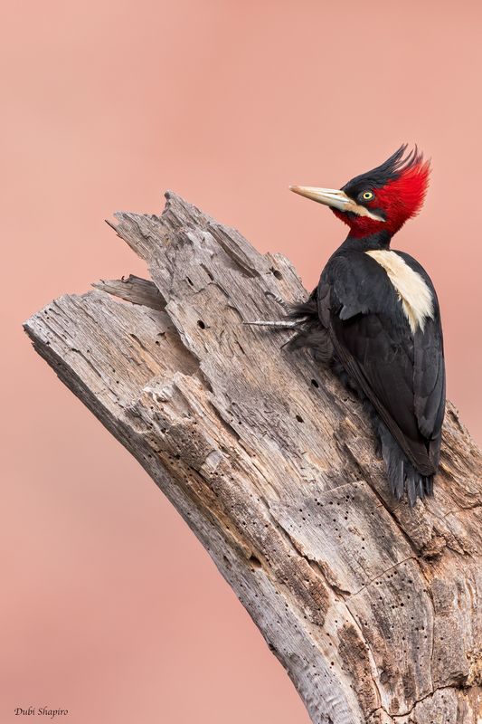 Cream-backed Woodpecker 