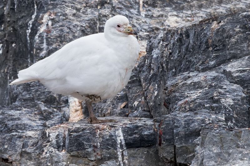 Snowy Sheathbill 