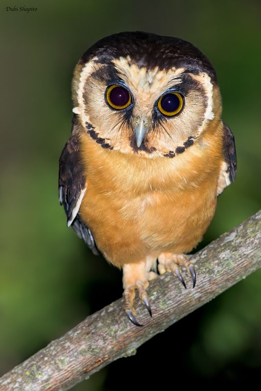 Buff-fronted Owl 