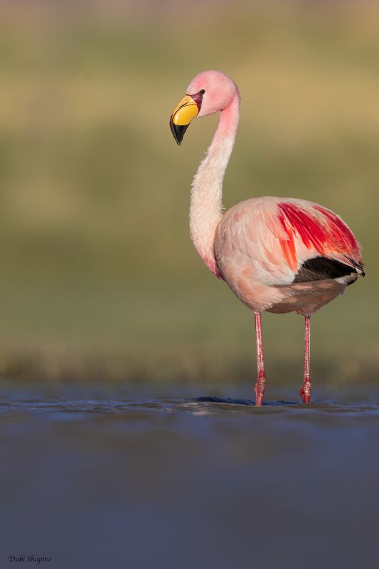 James's Flamingo 