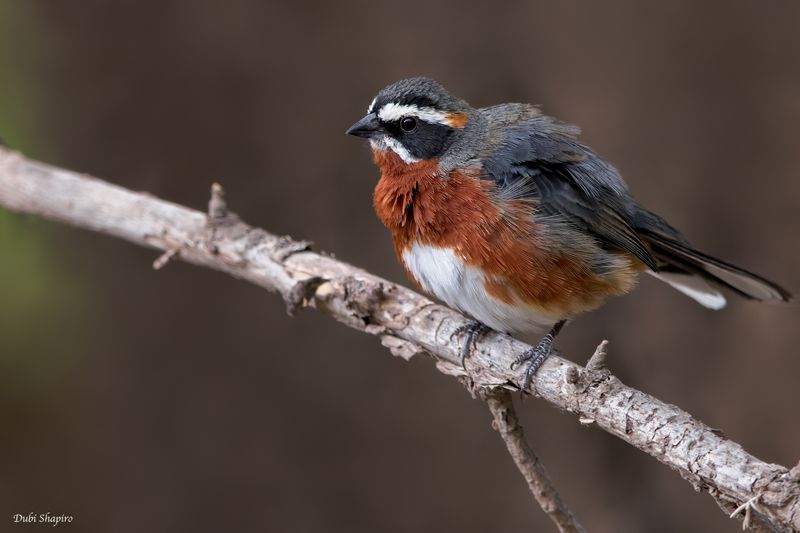 Black-and-chestnut Warbling Finch 