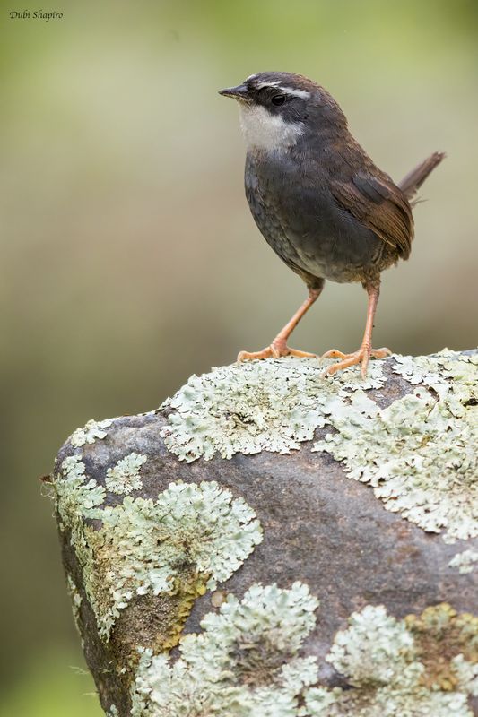 White-browed Tapaculo 