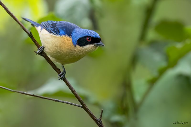 Fawn-breasted Tanager 