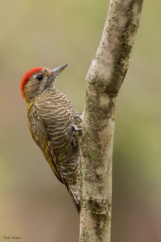 Dot-fronted Woodpecker 